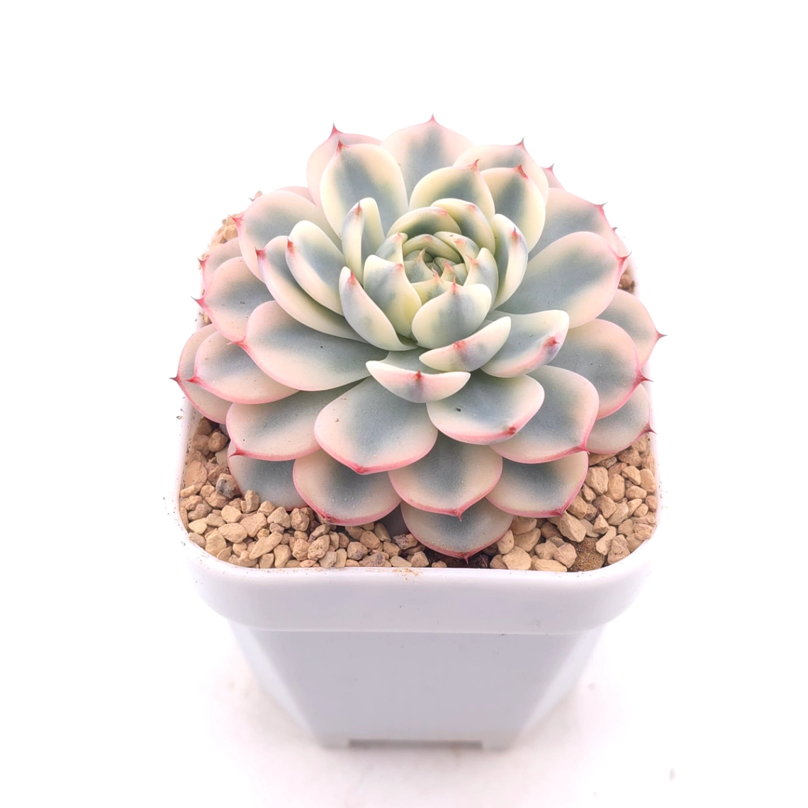 Echeveria ‘White Minima’ variegated | 白姬蓮錦 thumbnail 2