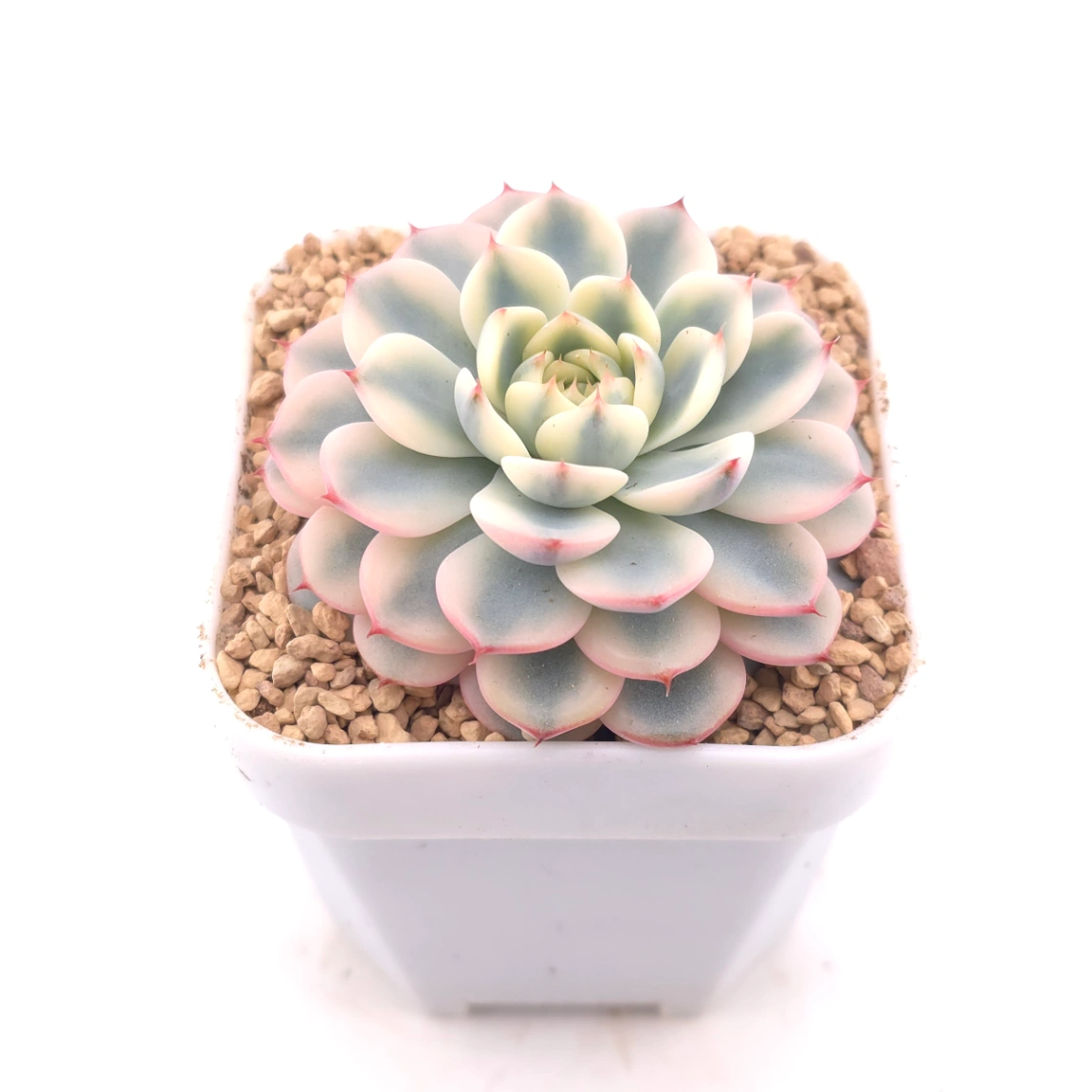 Echeveria ‘White Minima’ variegated | 白姬蓮錦 thumbnail 2