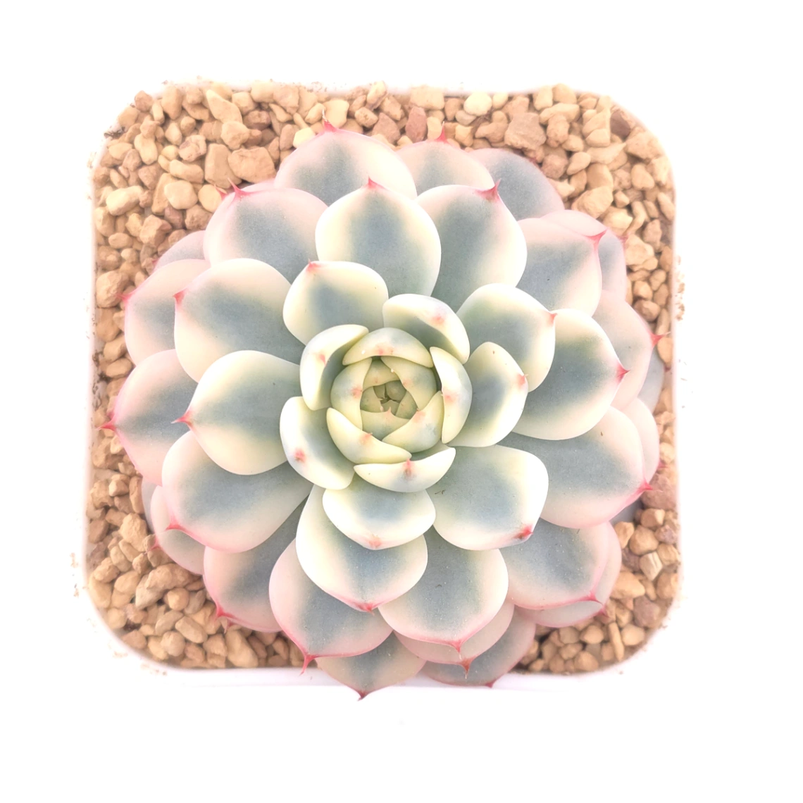 Echeveria ‘White Minima’ variegated | 白姬蓮錦 - View 1