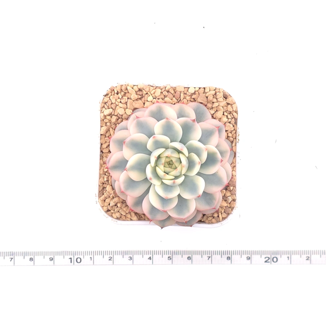 Echeveria ‘White Minima’ variegated | 白姬蓮錦 thumbnail 4