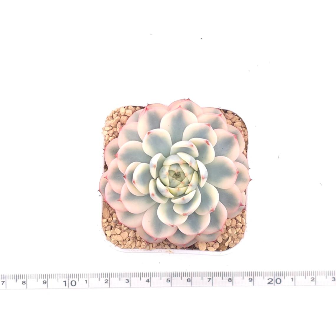 Echeveria ‘White Minima’ variegated | 白姬蓮錦 thumbnail 4