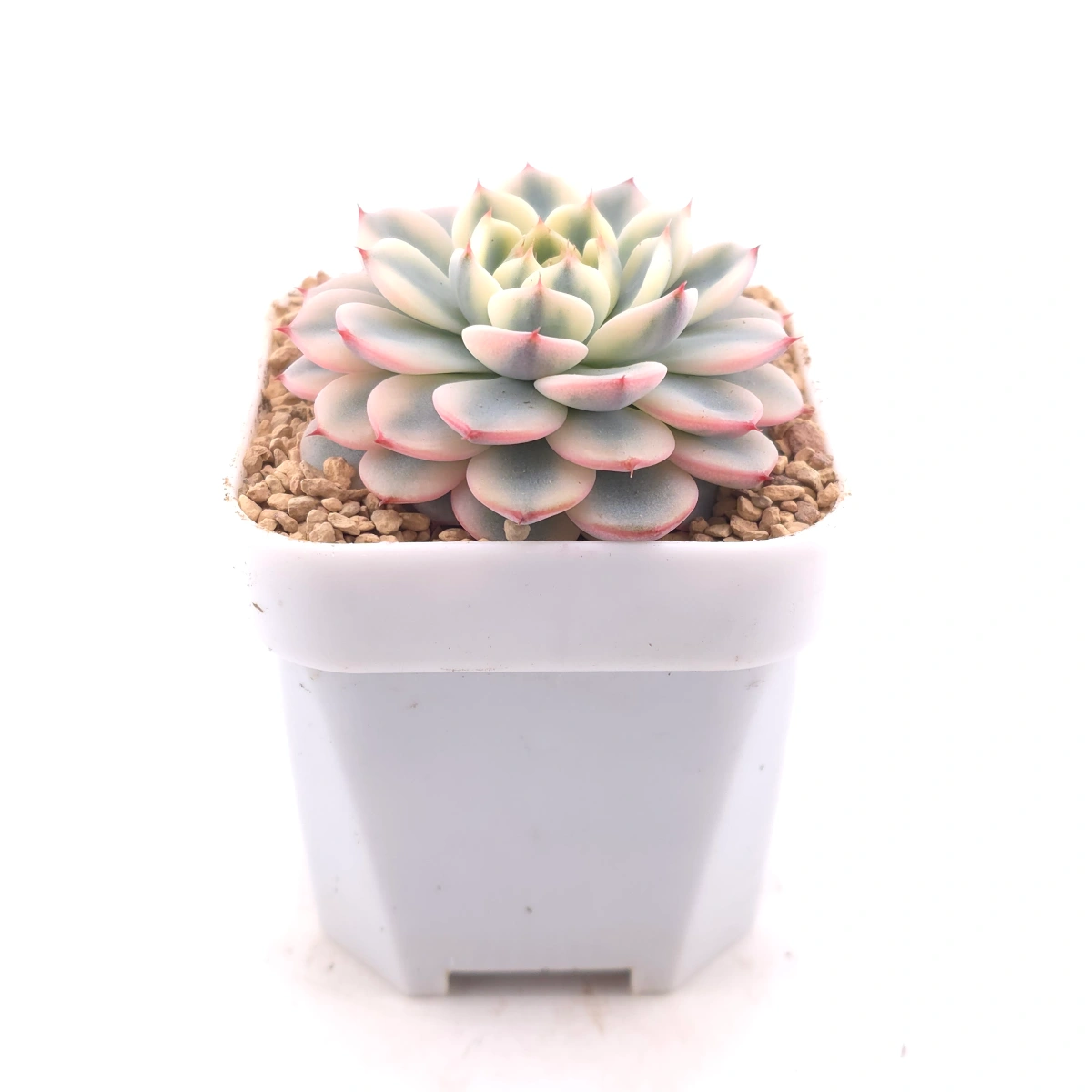 Echeveria ‘White Minima’ variegated | 白姬蓮錦 thumbnail 3