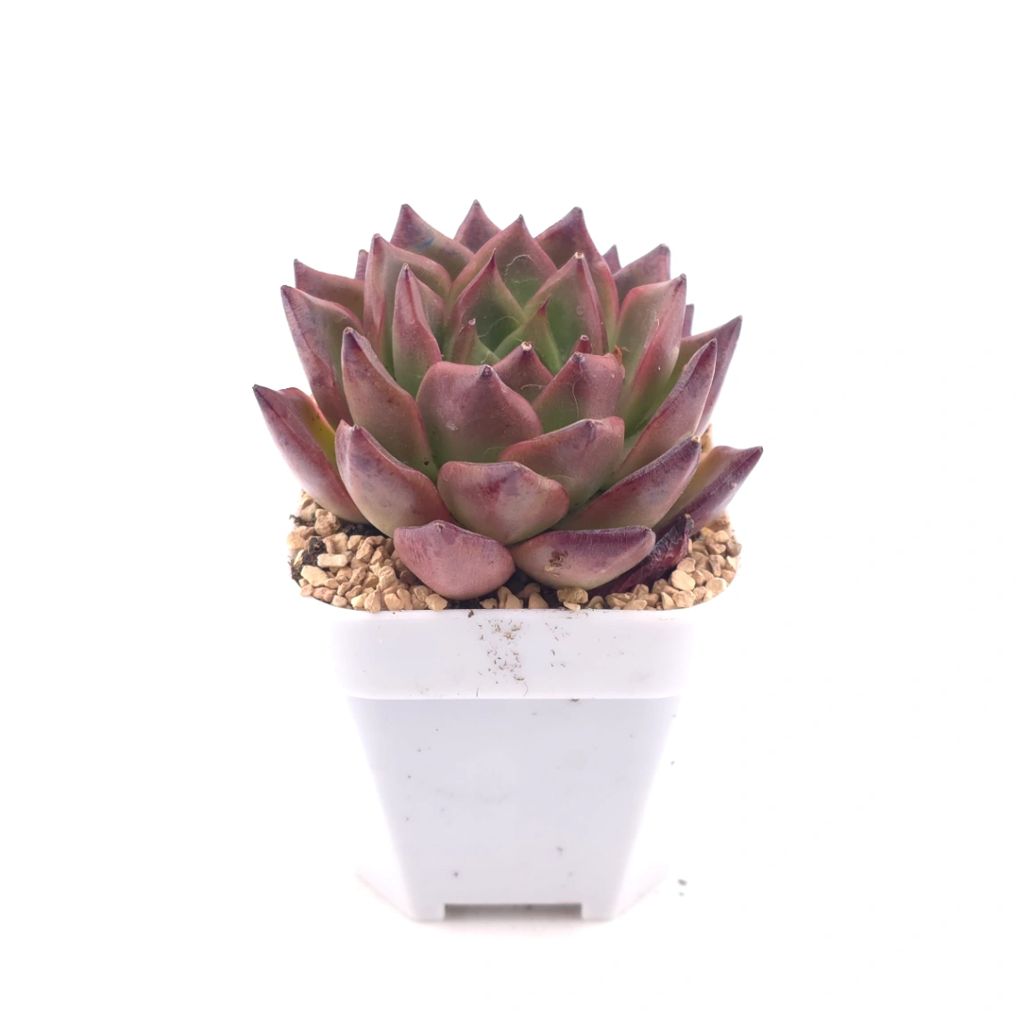 Echeveria 'Xi Feng' | 西風 thumbnail 3