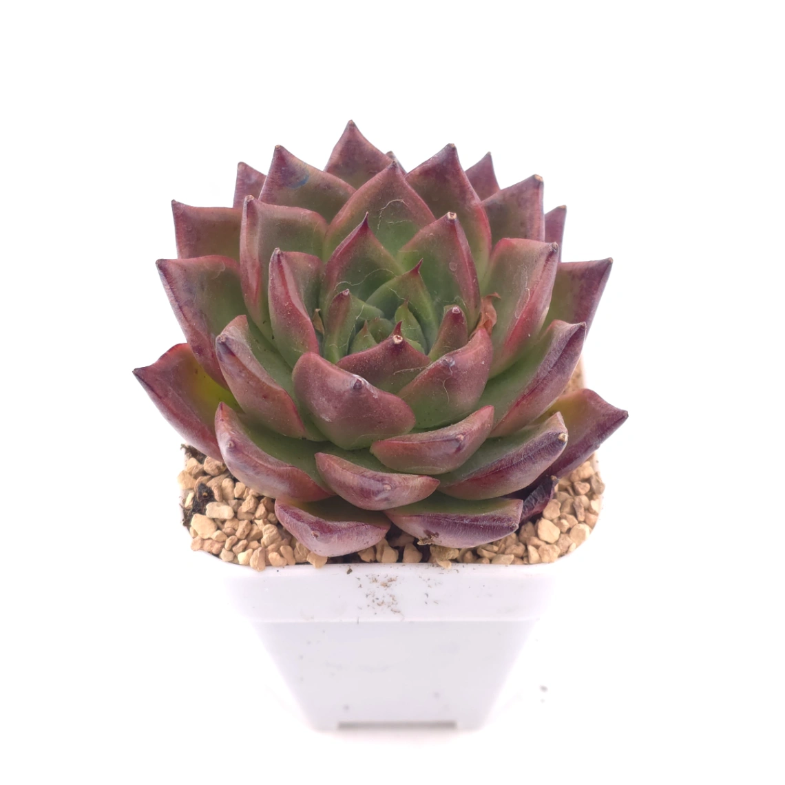 Echeveria 'Xi Feng' | 西風 thumbnail 2