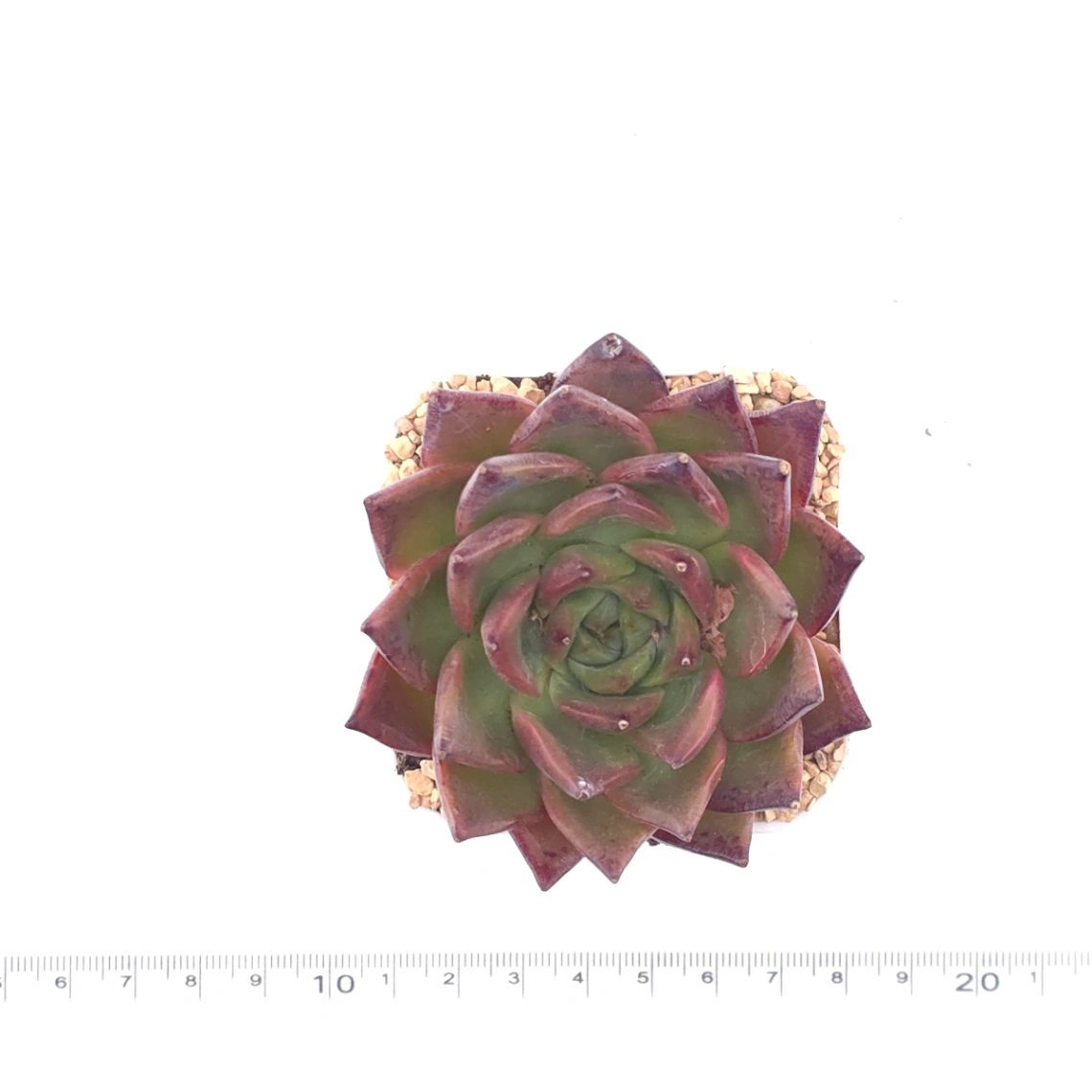 Echeveria 'Xi Feng' | 西風 thumbnail 4