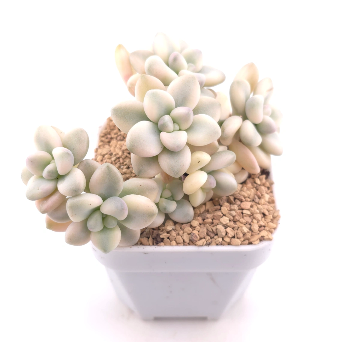 Graptopetalum 'Ellen' variegated | 艾倫錦 thumbnail 2