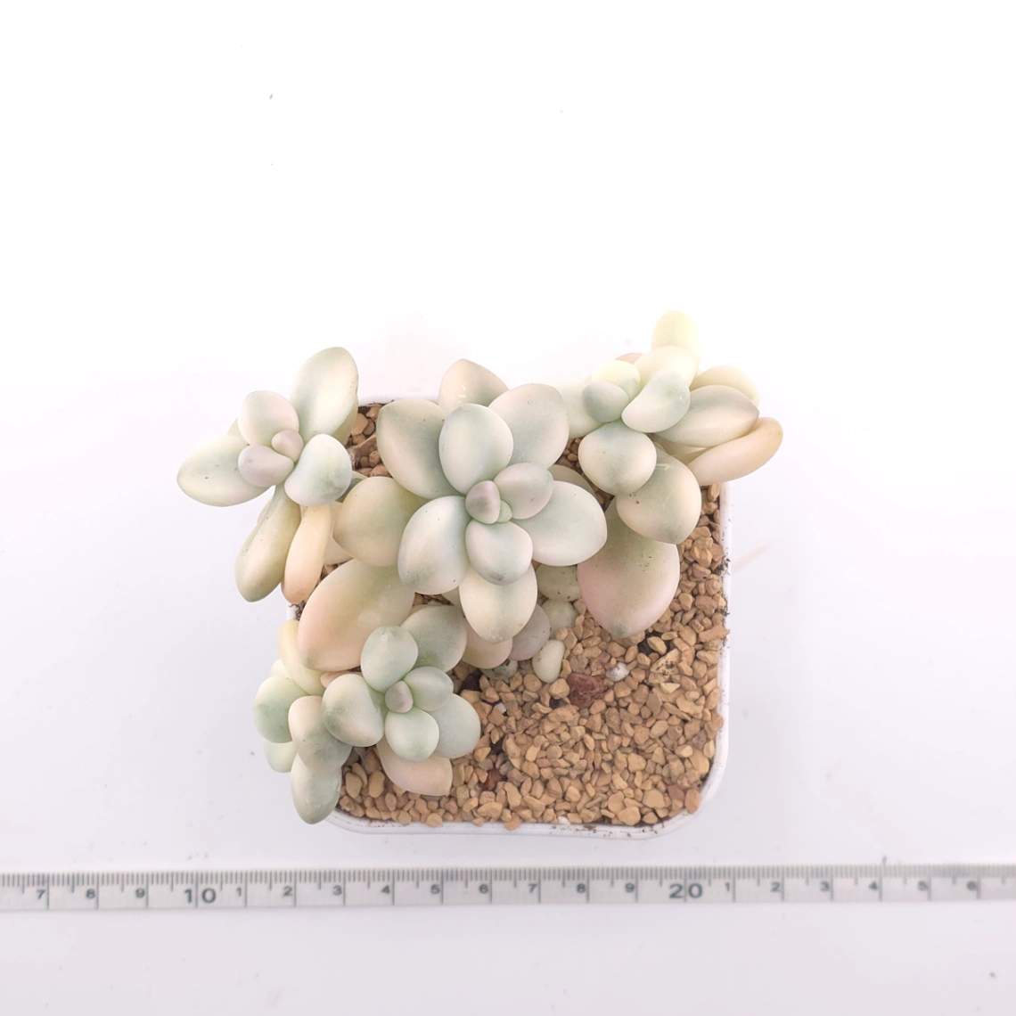 Graptopetalum 'Ellen’ variegated | 艾倫錦 thumbnail 4