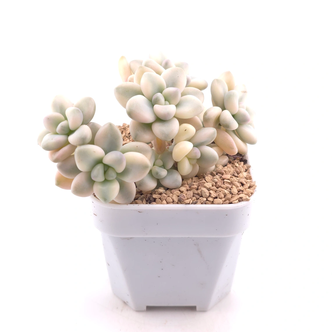 Graptopetalum 'Ellen' variegated | 艾倫錦 thumbnail 3