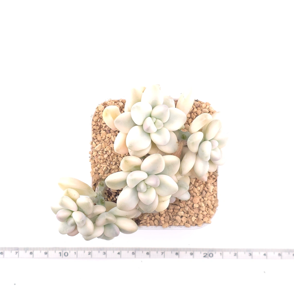 Graptopetalum 'Ellen' variegated | 艾倫錦 thumbnail 4