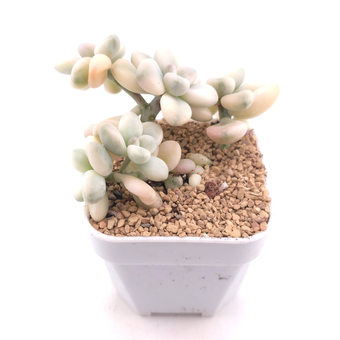 Graptopetalum 'Ellen’ variegated | 艾倫錦 thumbnail 2