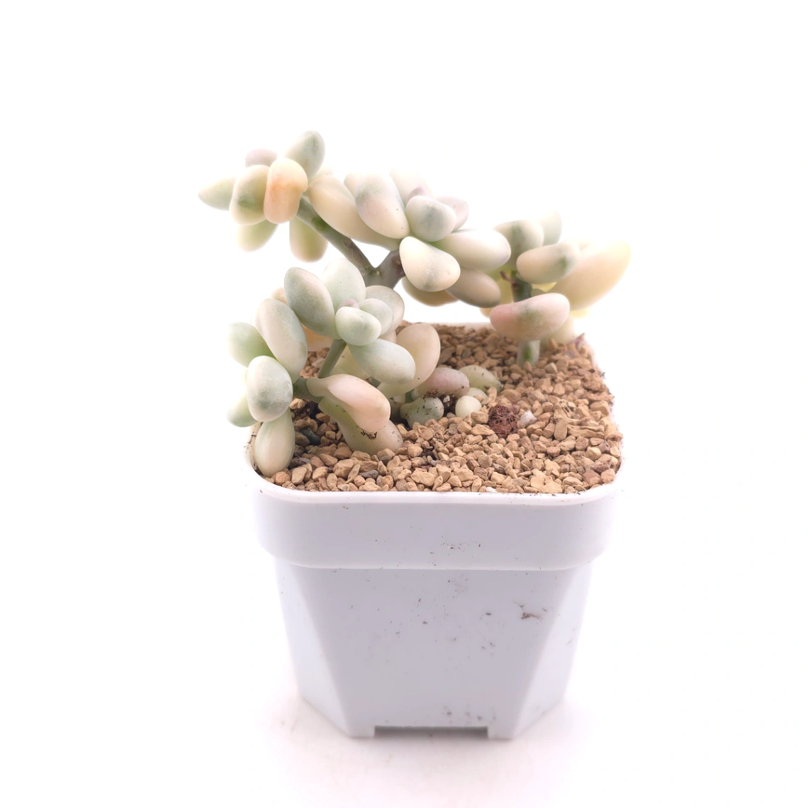 Graptopetalum 'Ellen’ variegated | 艾倫錦 thumbnail 3