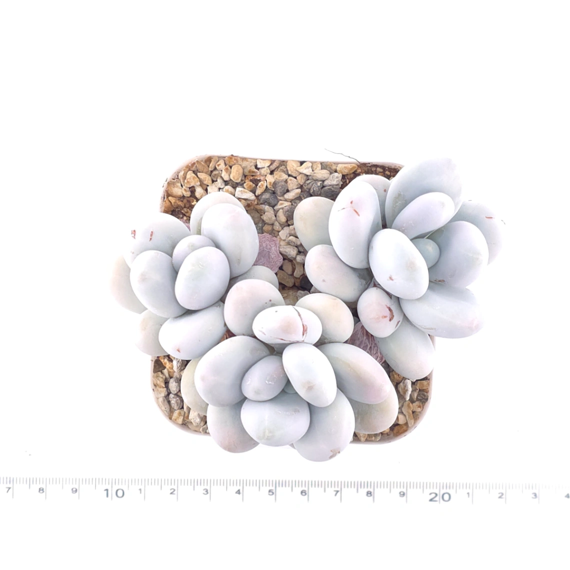 Pachyphytum ‘Cheese’ | 奶酪 thumbnail 4