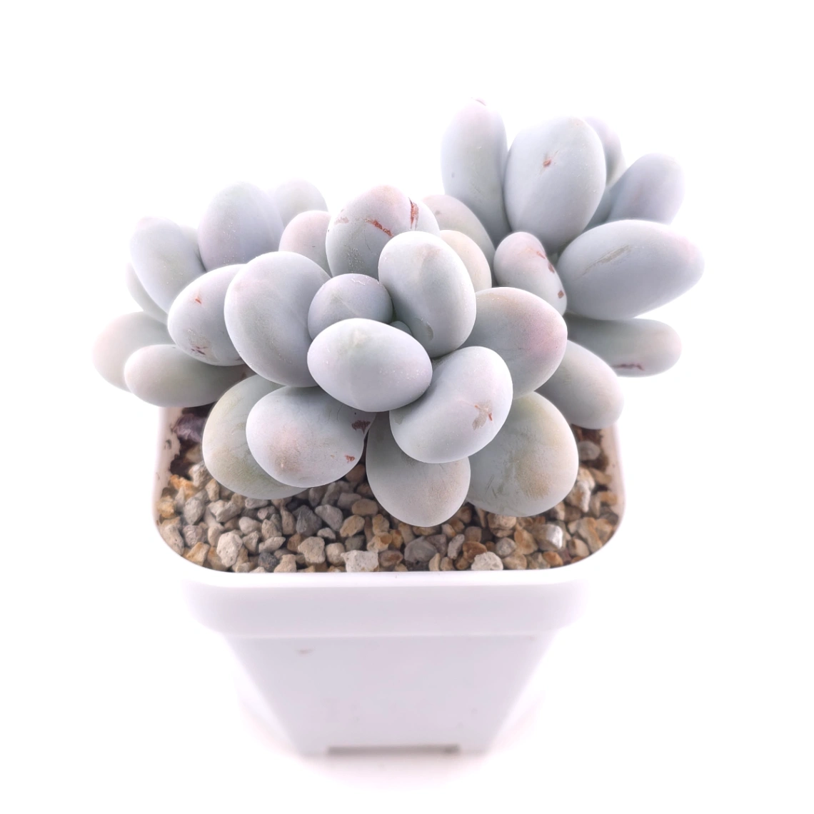 Pachyphytum ‘Cheese’ | 奶酪 thumbnail 2