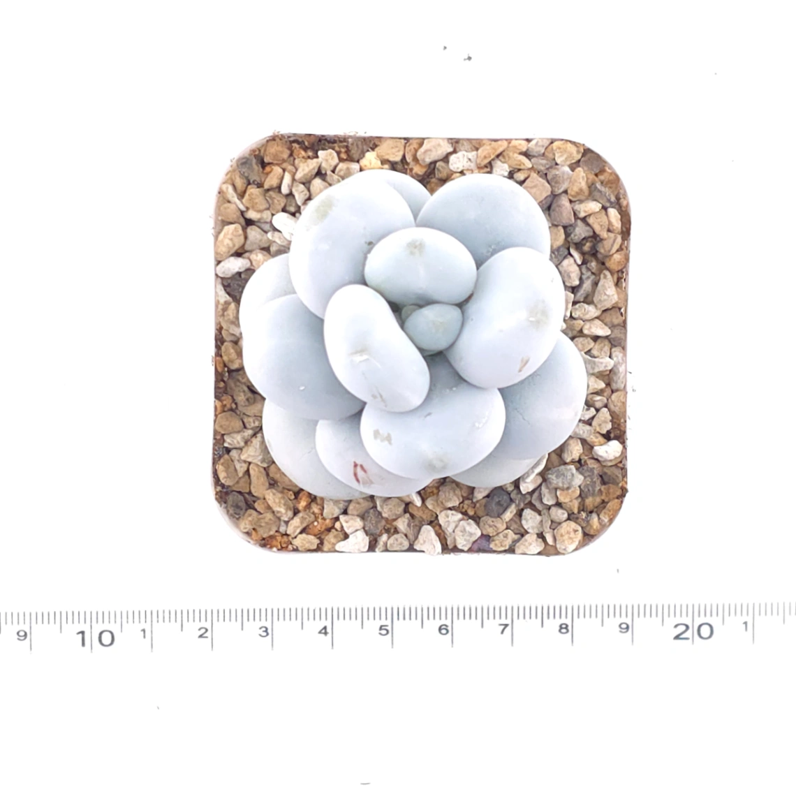 Pachyphytum ‘Cheese’ | 奶酪 thumbnail 4