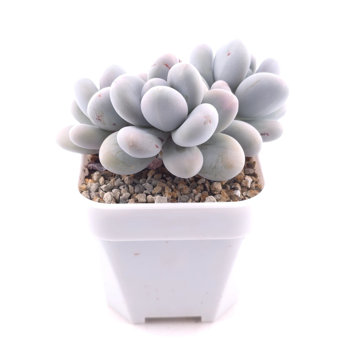 Pachyphytum ‘Cheese’ | 奶酪 thumbnail 3