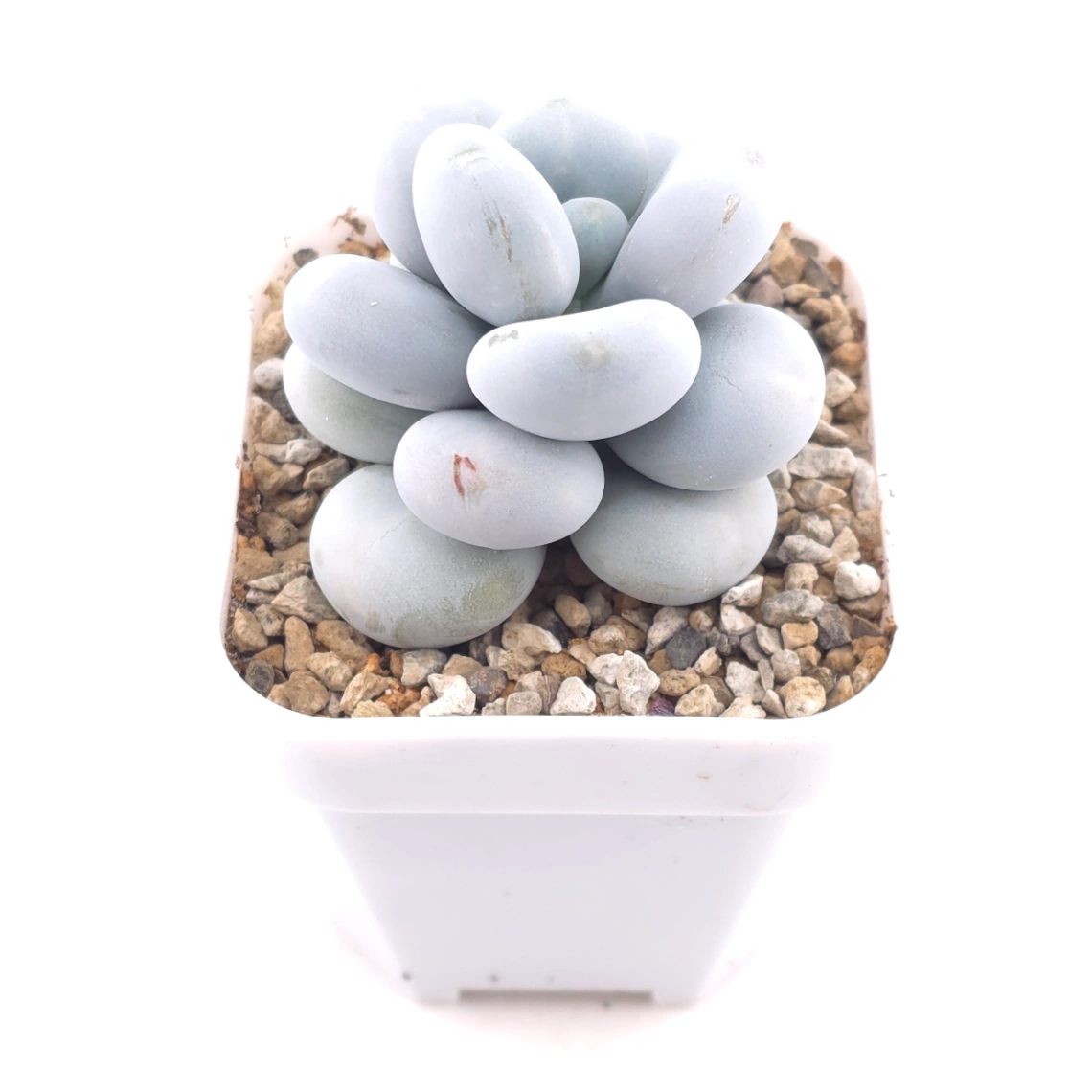 Pachyphytum ‘Cheese’ | 奶酪 thumbnail 2