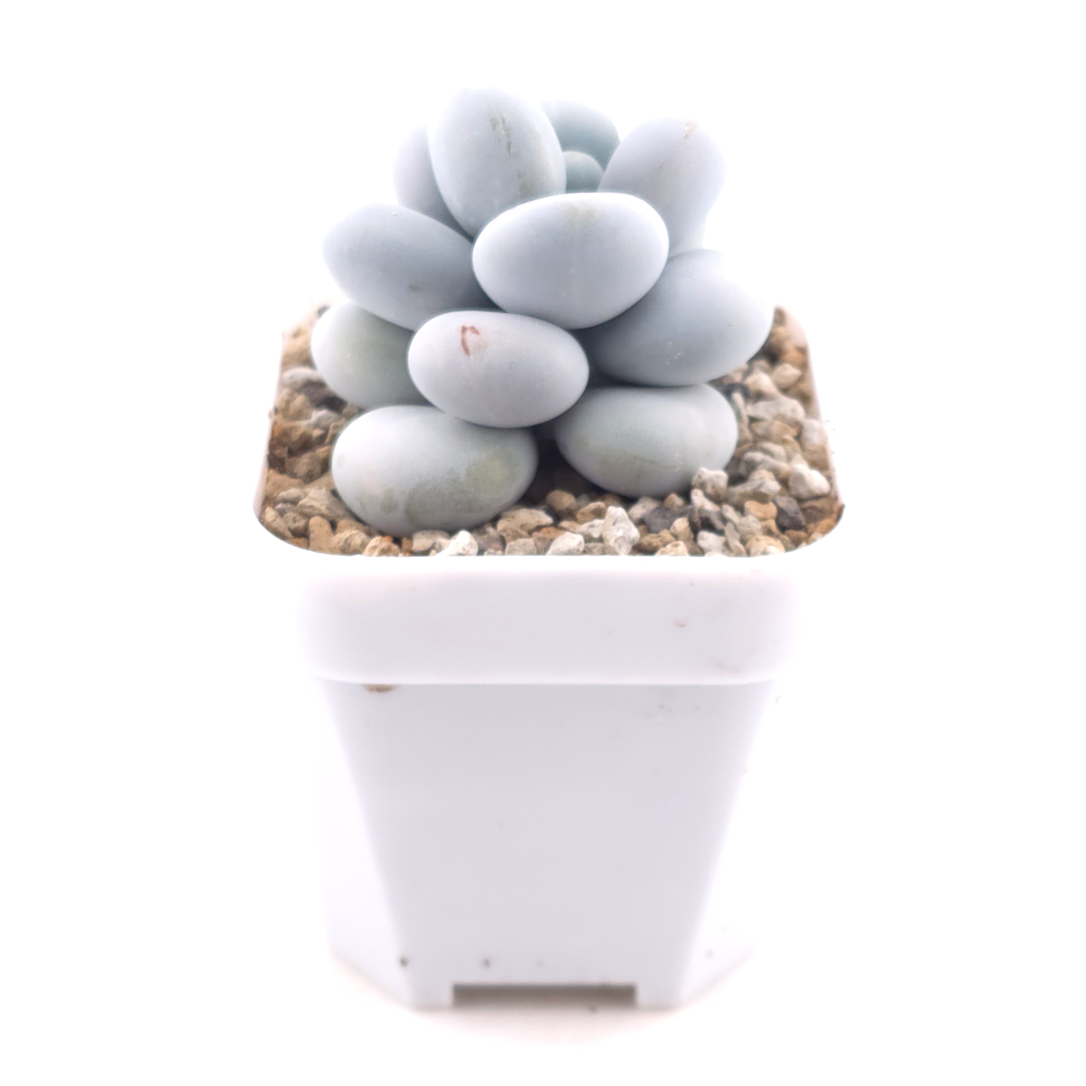 Pachyphytum ‘Cheese’ | 奶酪 thumbnail 3