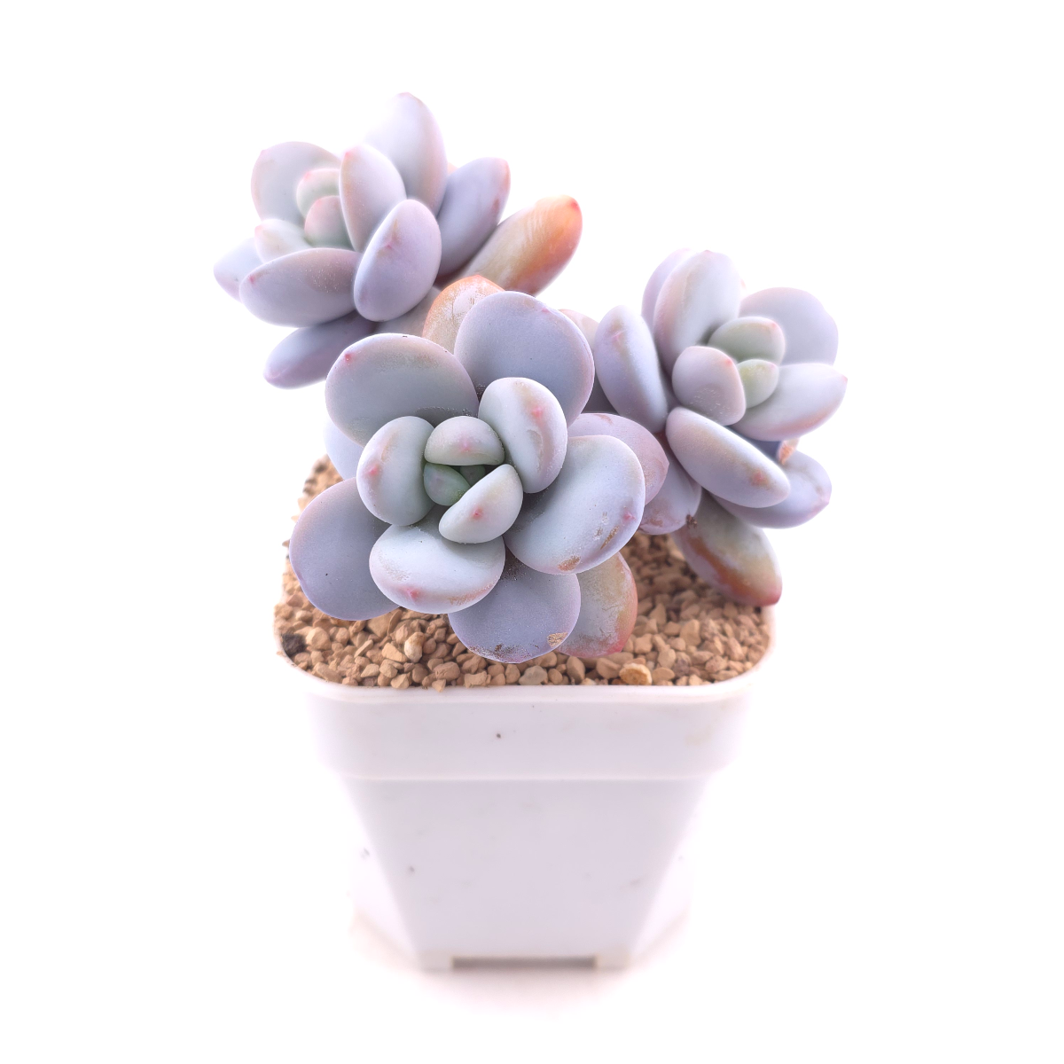 Pachyphytum ‘Cuicatecanum’ | 雪美人 thumbnail 3