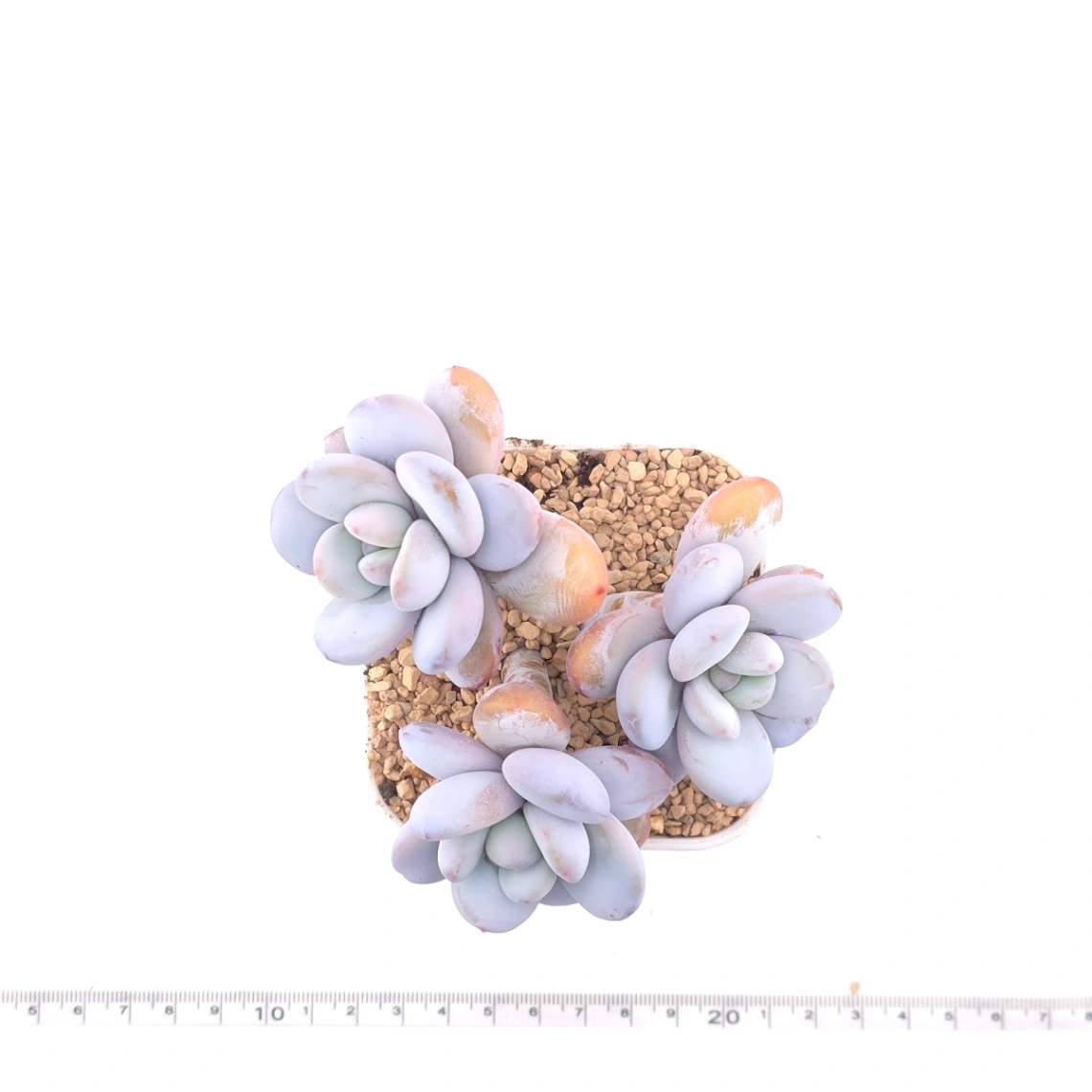 Pachyphytum ‘Cuicatecanum’ | 雪美人 thumbnail 4