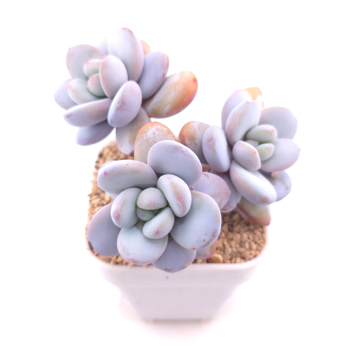 Pachyphytum ‘Cuicatecanum’ | 雪美人 thumbnail 2