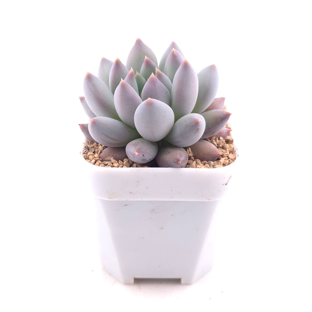 Pachyphytum 'Ice Fruit' | 冰果 thumbnail 3