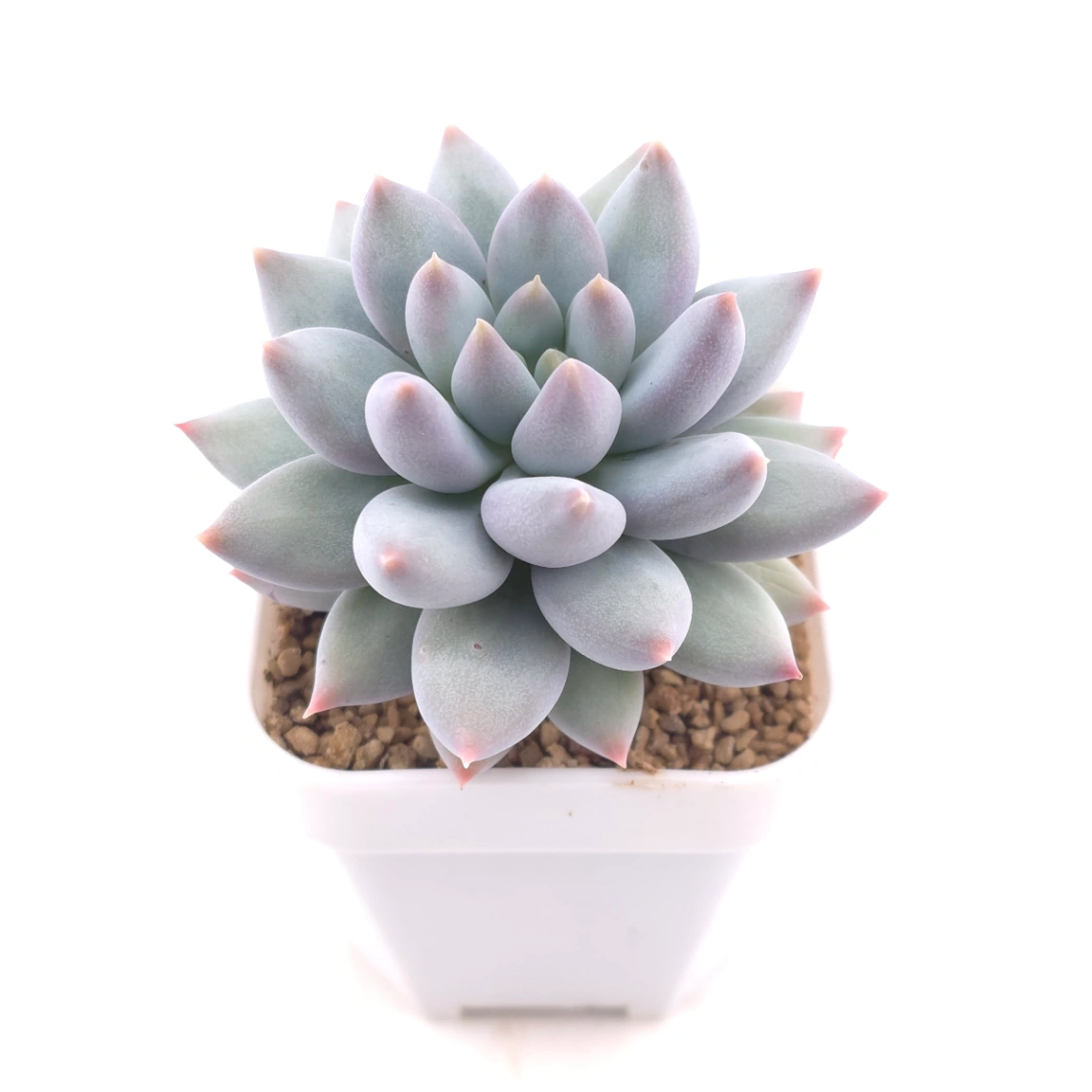 Pachyphytum 'Ice Fruit' | 冰果 thumbnail 2