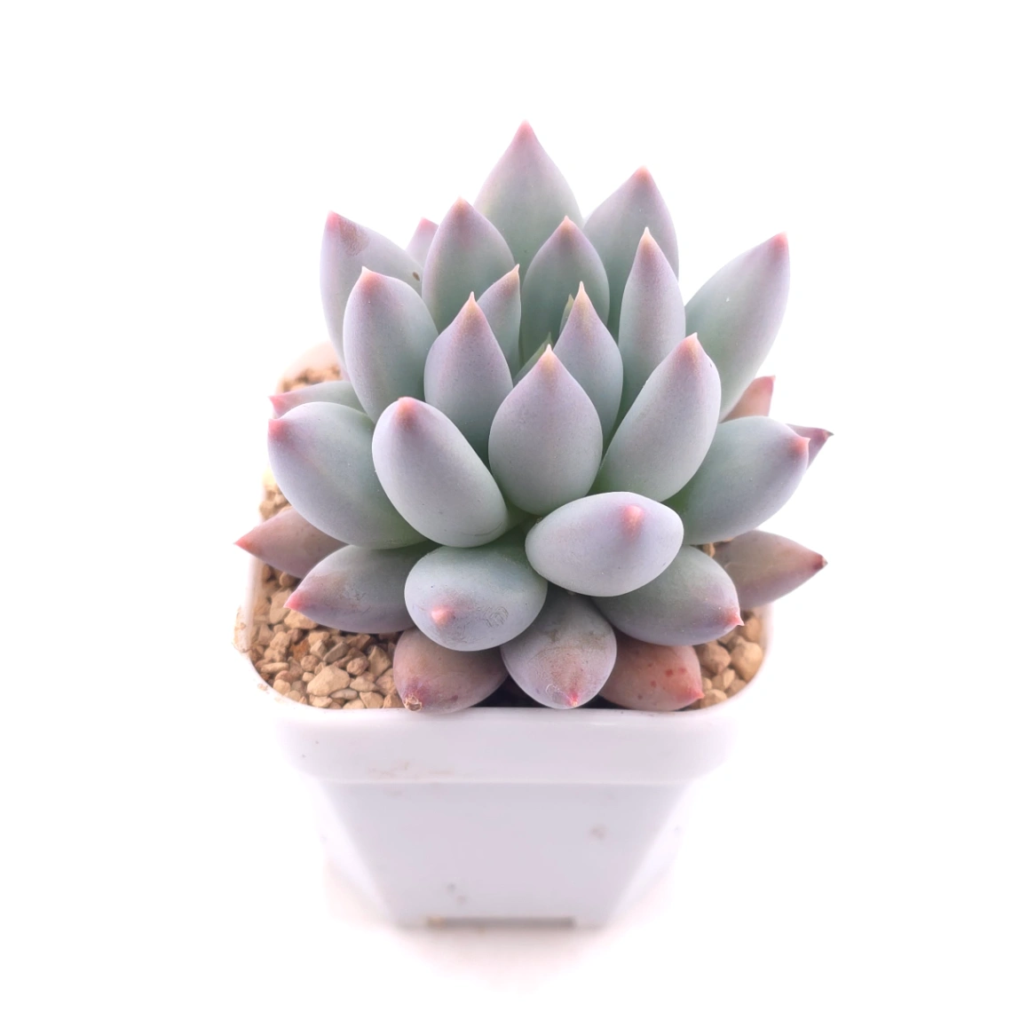 Pachyphytum 'Ice Fruit' | 冰果 thumbnail 2