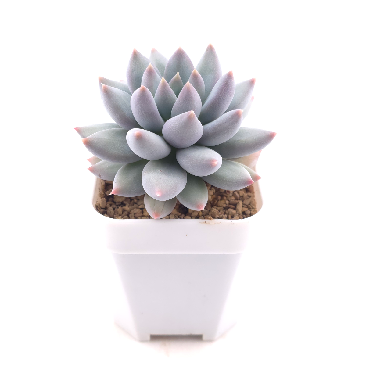 Pachyphytum 'Ice Fruit' | 冰果 thumbnail 3