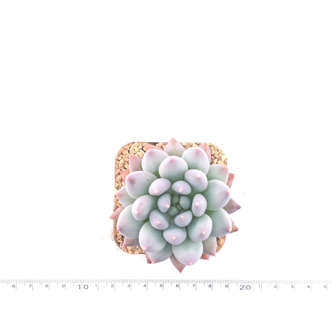 Pachyphytum 'Ice Fruit' | 冰果 thumbnail 4