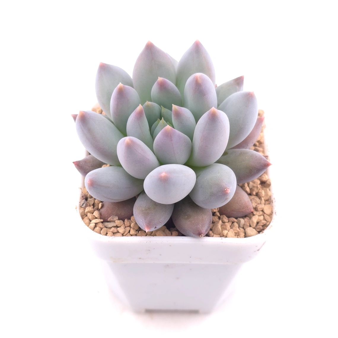 Pachyphytum 'Ice Fruit' | 冰果 thumbnail 2