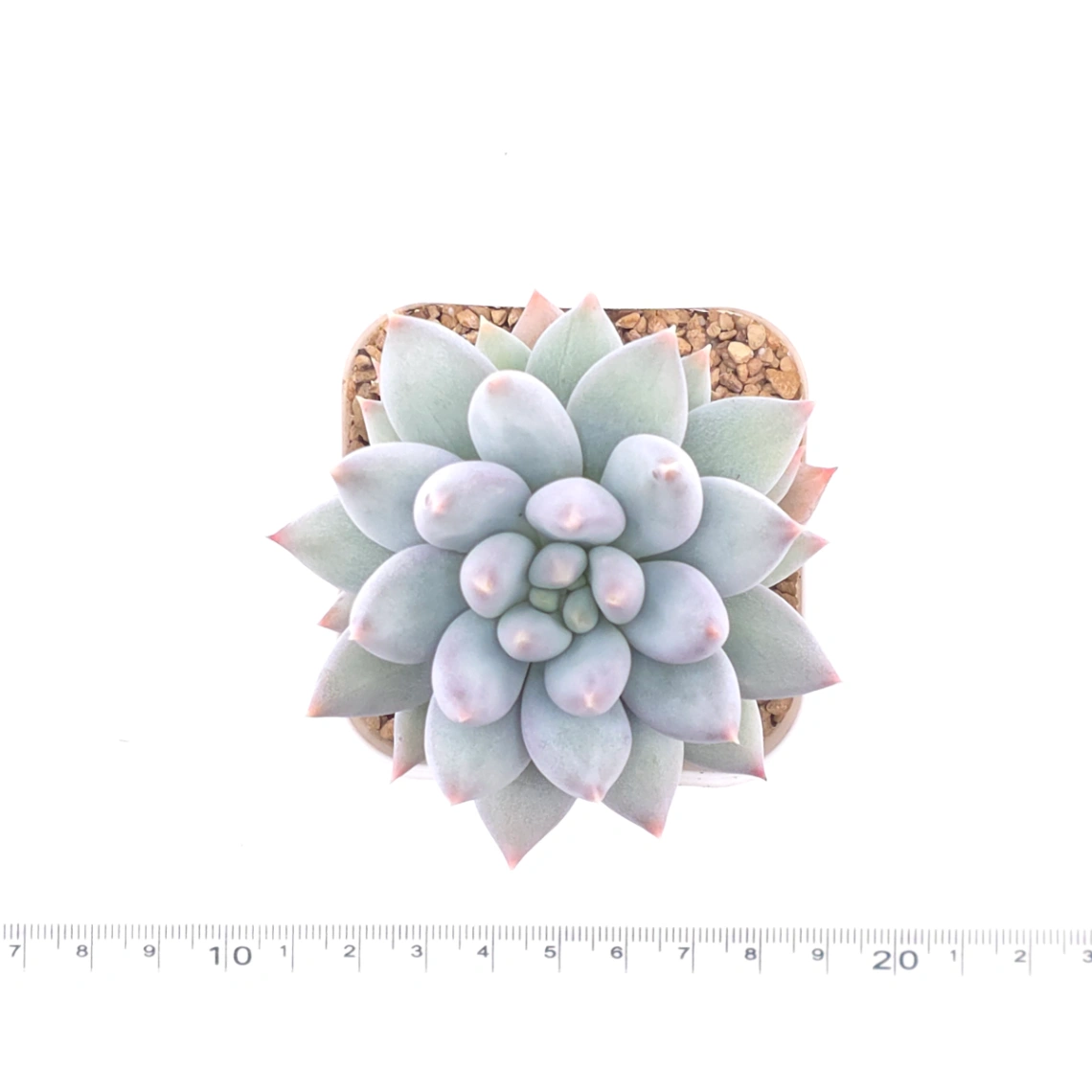 Pachyphytum 'Ice Fruit' | 冰果 thumbnail 4