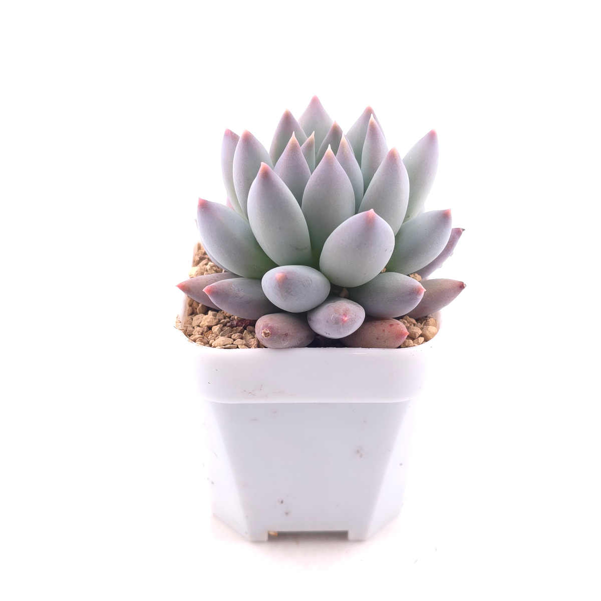 Pachyphytum 'Ice Fruit' | 冰果 thumbnail 3