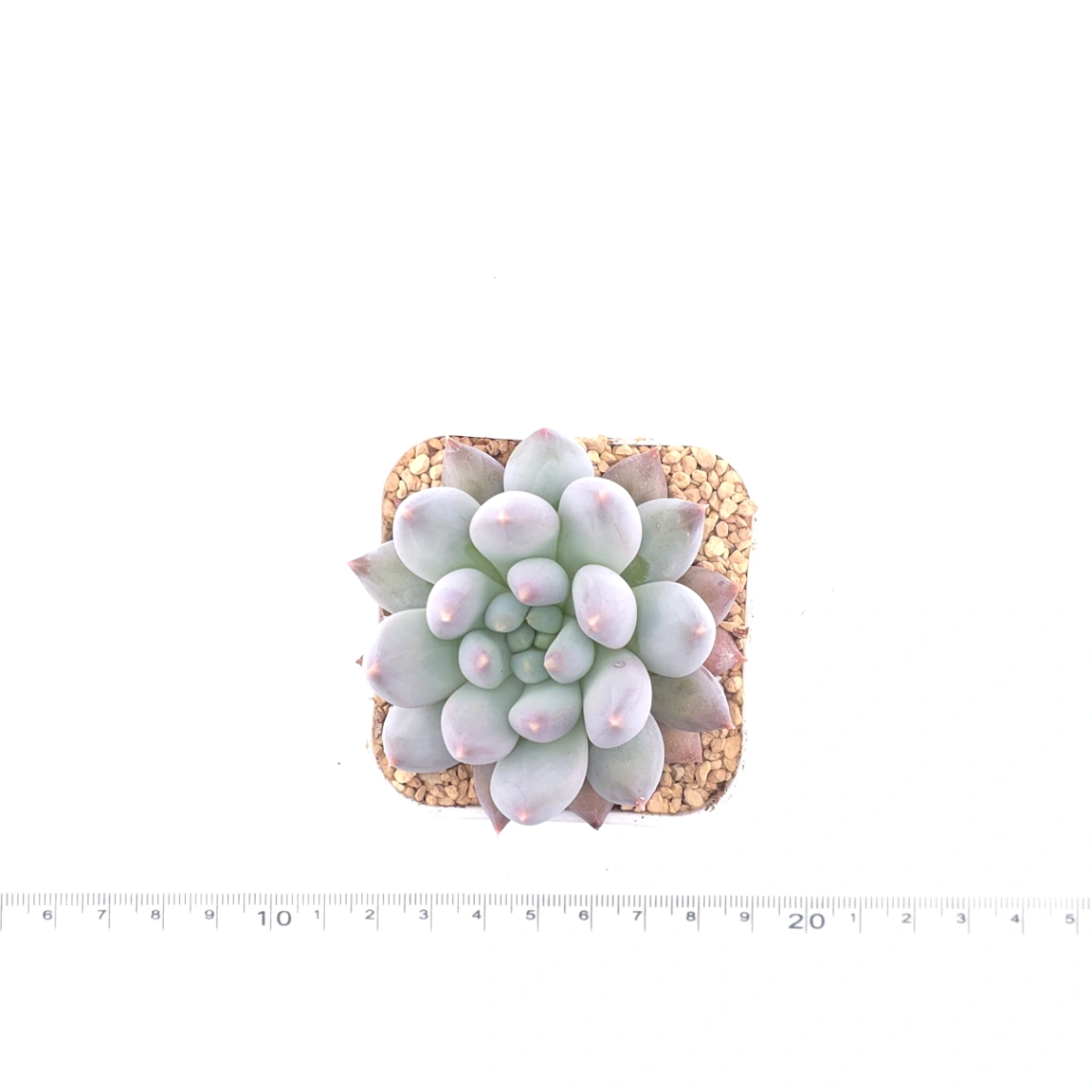 Pachyphytum 'Ice Fruit' | 冰果 thumbnail 4
