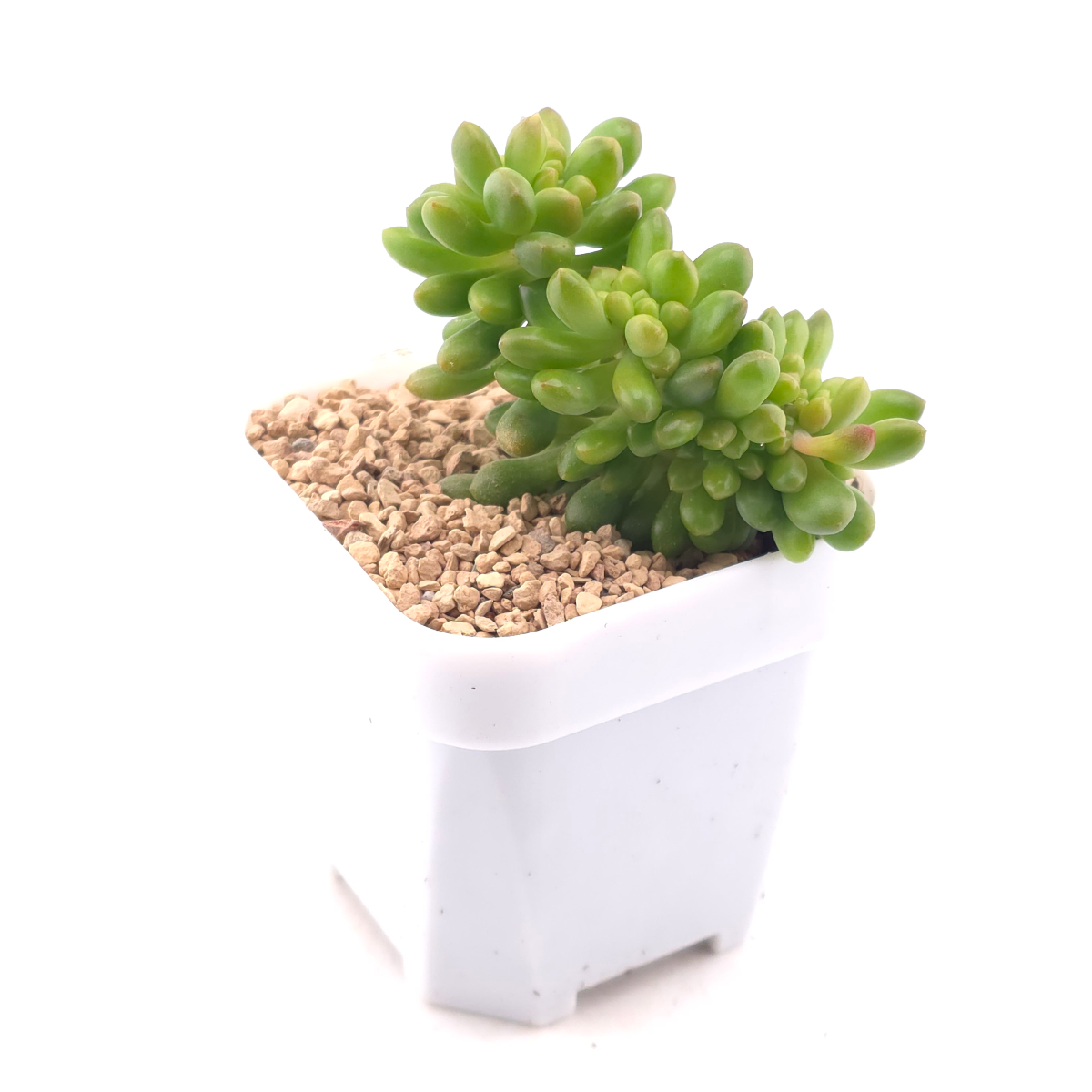 Sedum Alice Evans Cristata | 春萌群 thumbnail 3
