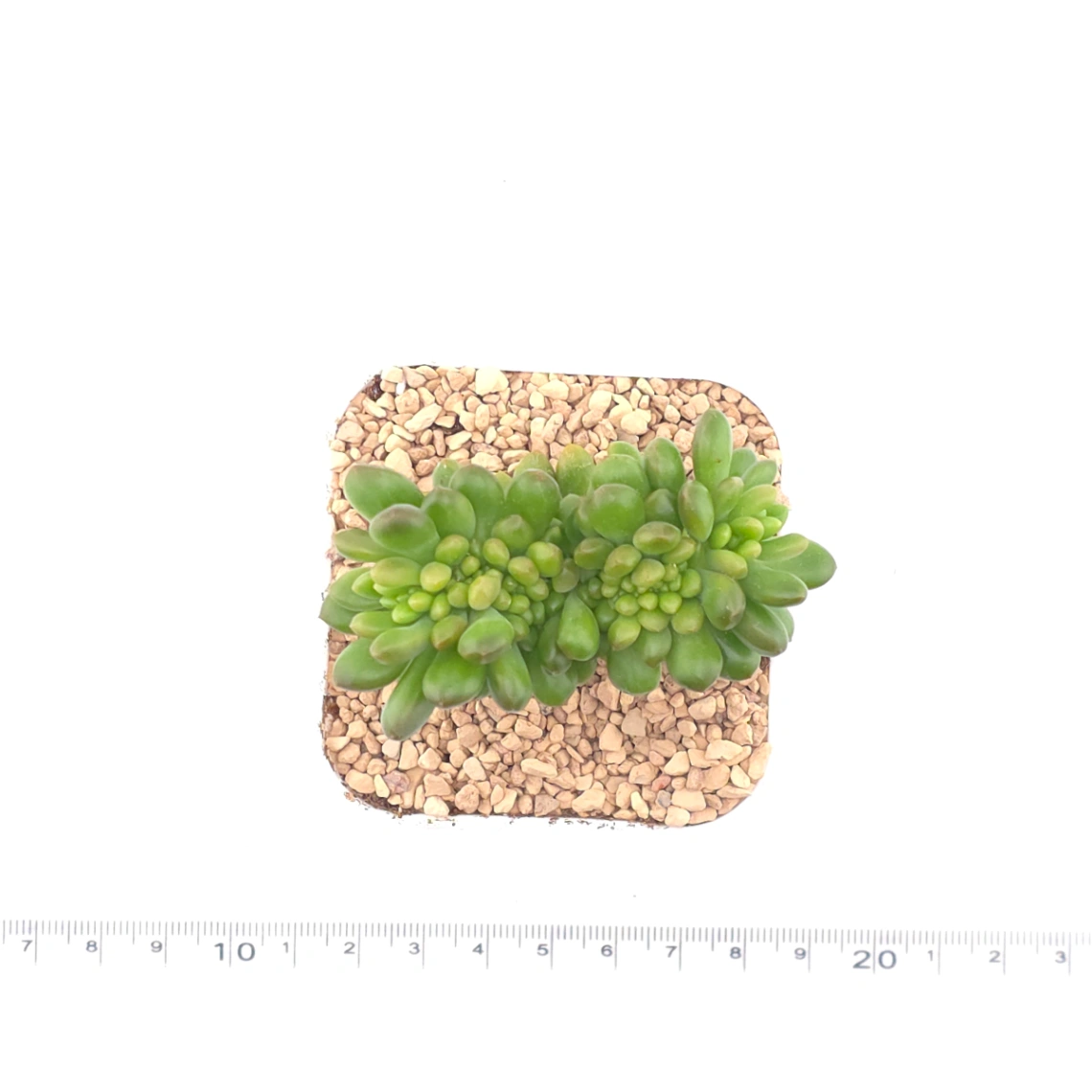 Sedum Alice Evans Cristata | 春萌群 thumbnail 4