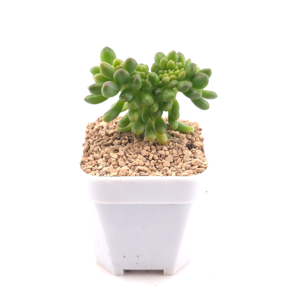 Sedum Alice Evans Cristata | 春萌群 thumbnail 3