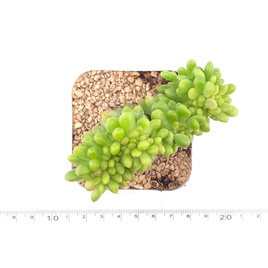 Sedum Alice Evans Cristata | 春萌群 thumbnail 4