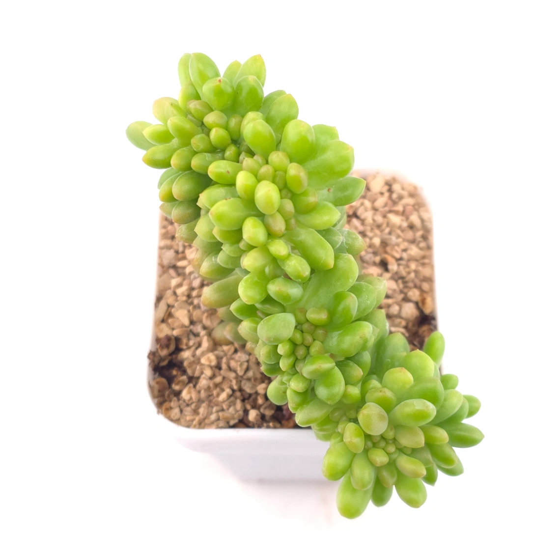 Sedum Alice Evans Cristata | 春萌群 - View 1