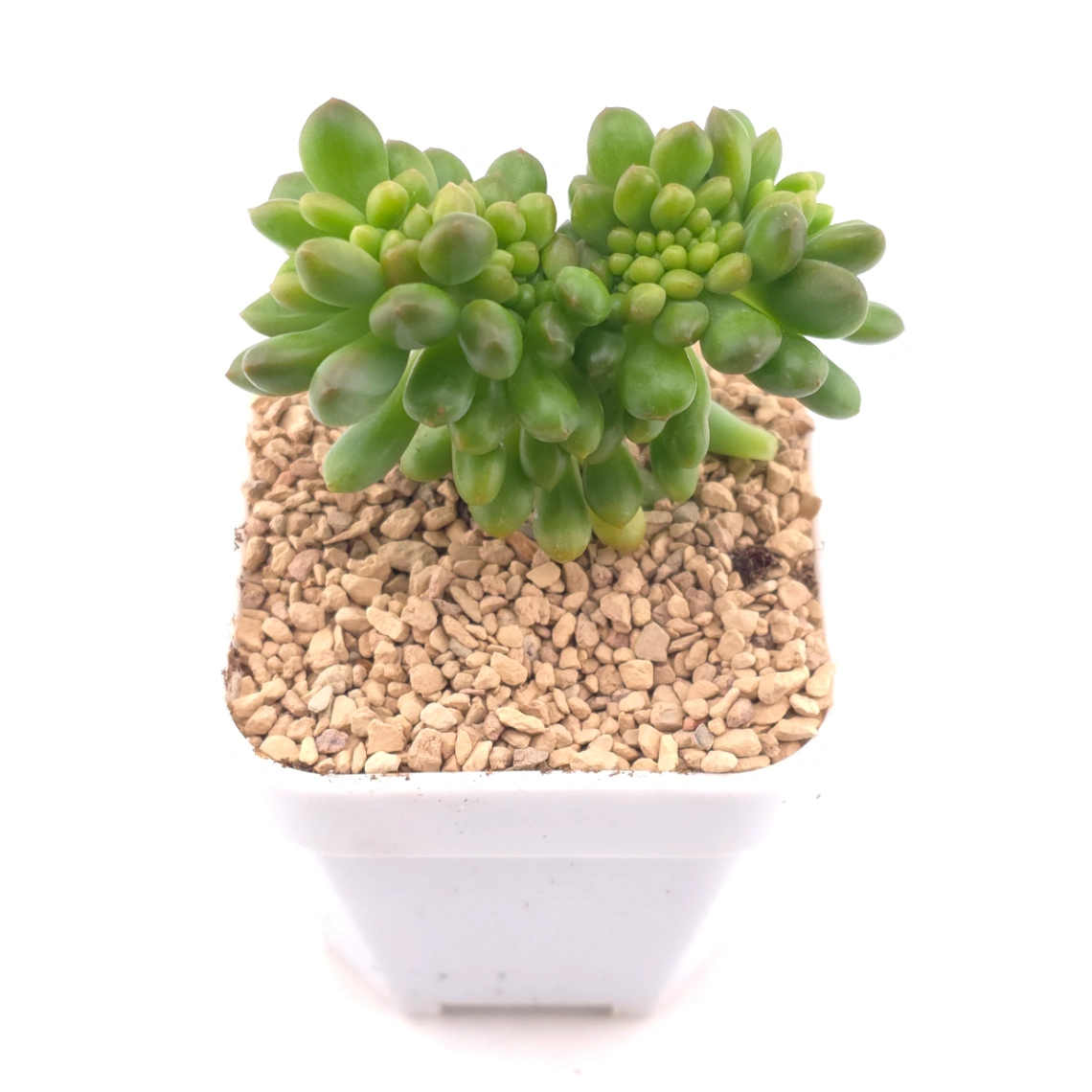 Sedum Alice Evans Cristata | 春萌群 thumbnail 2