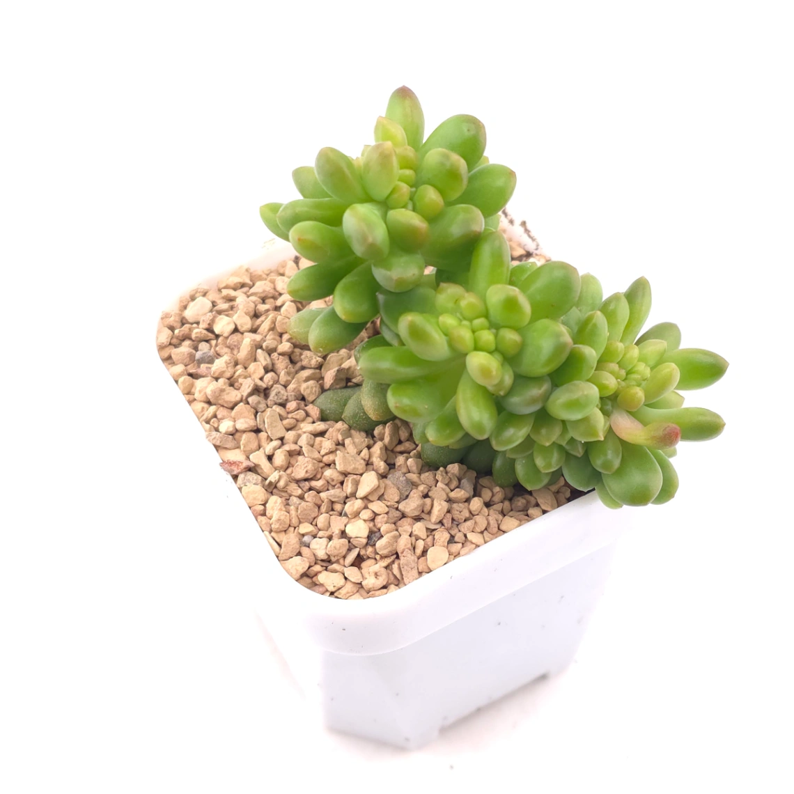 Sedum Alice Evans Cristata | 春萌群 thumbnail 2