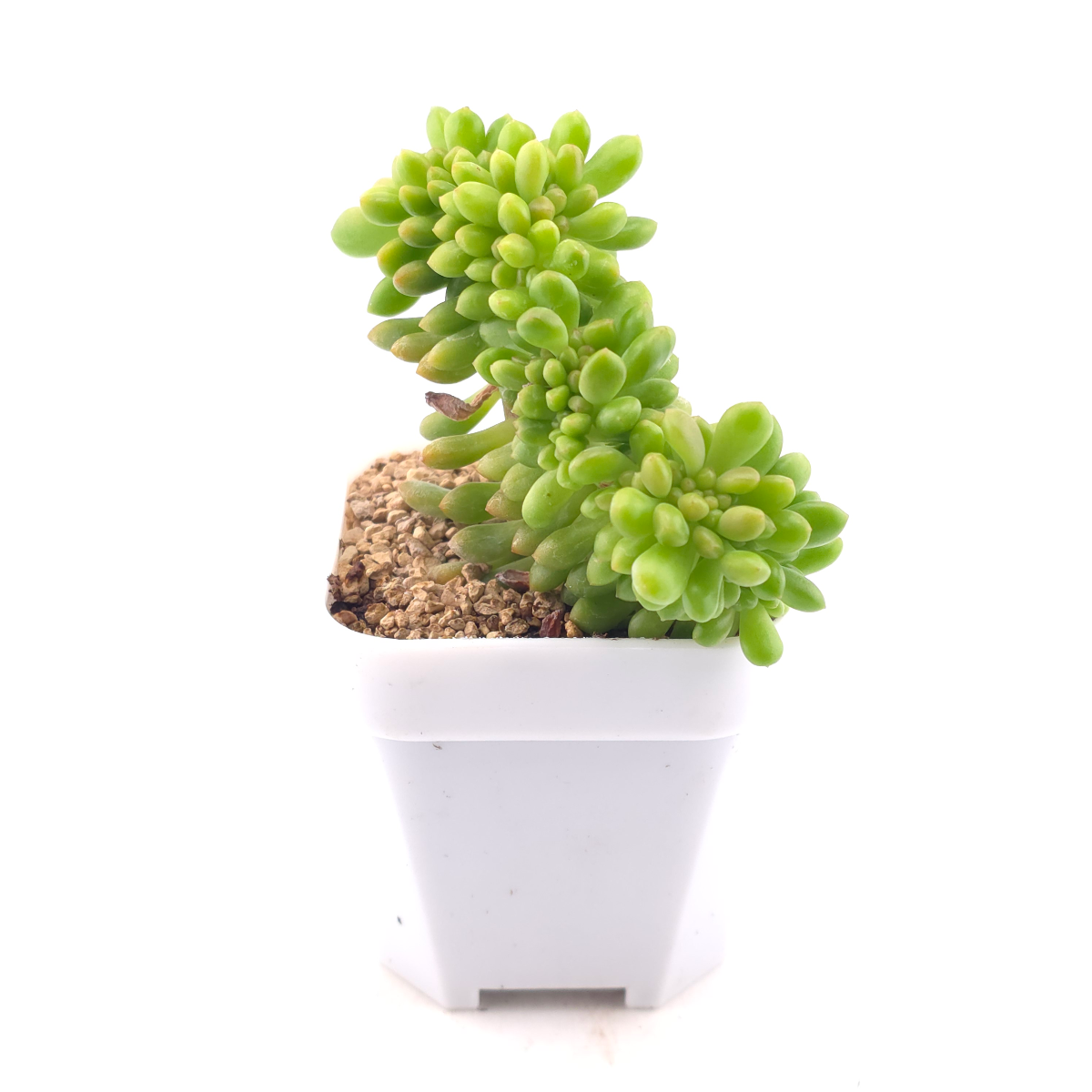Sedum Alice Evans Cristata | 春萌群 thumbnail 3