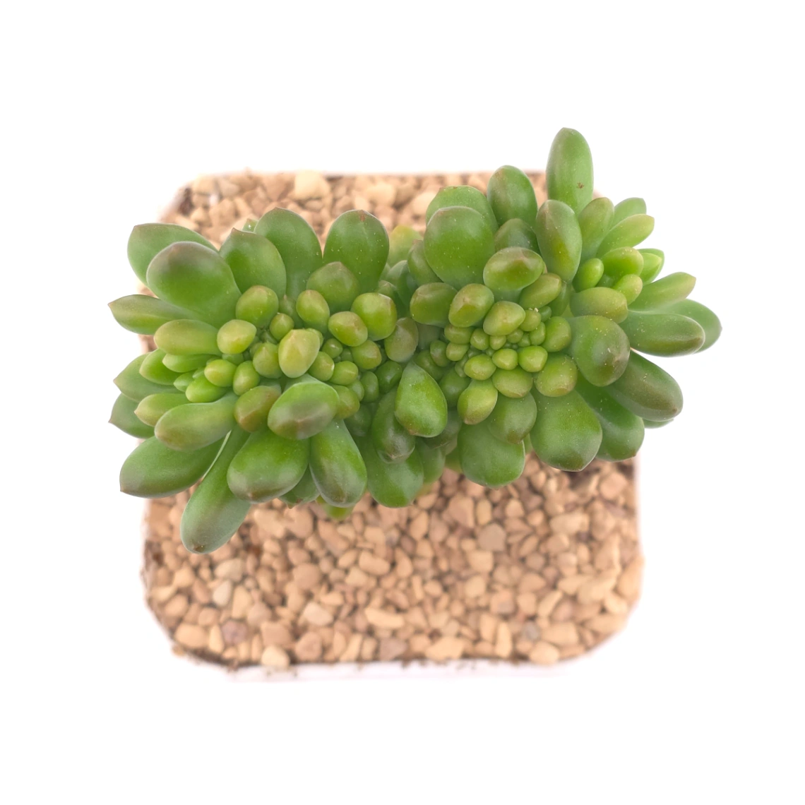 Sedum Alice Evans Cristata | 春萌群 - View 1