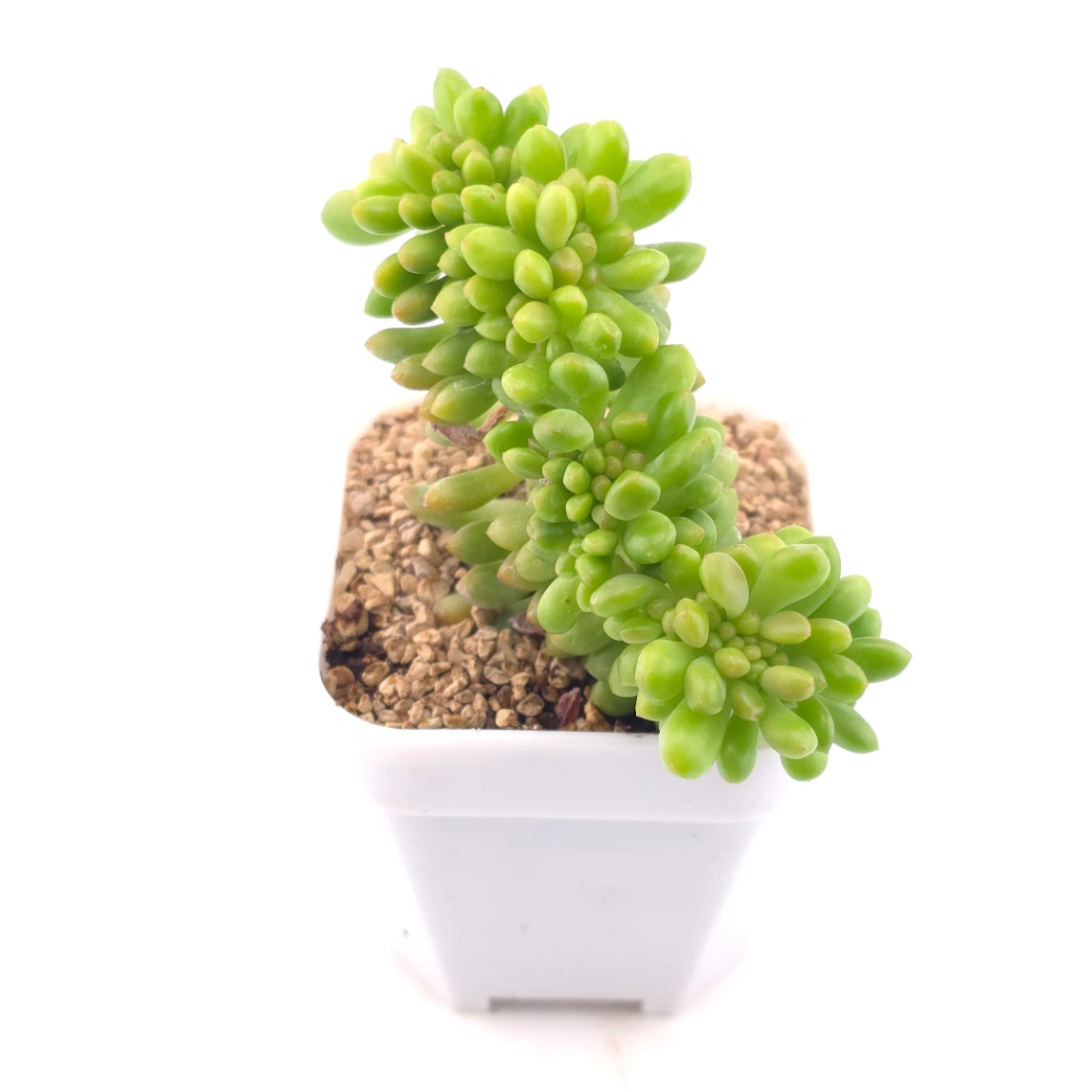 Sedum Alice Evans Cristata | 春萌群 thumbnail 2
