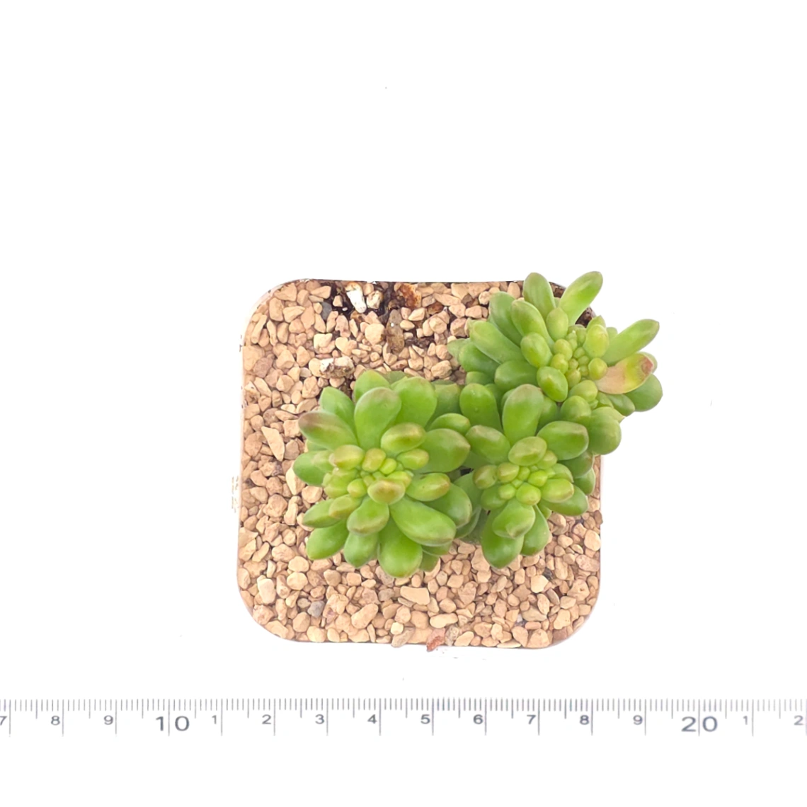 Sedum Alice Evans Cristata | 春萌群 thumbnail 4