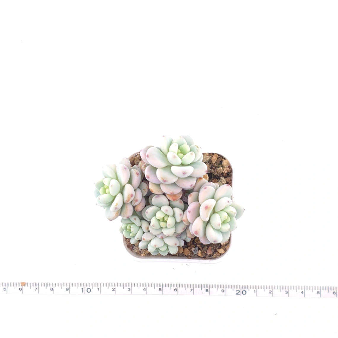 Sedum clavatum | 勞爾 thumbnail 4