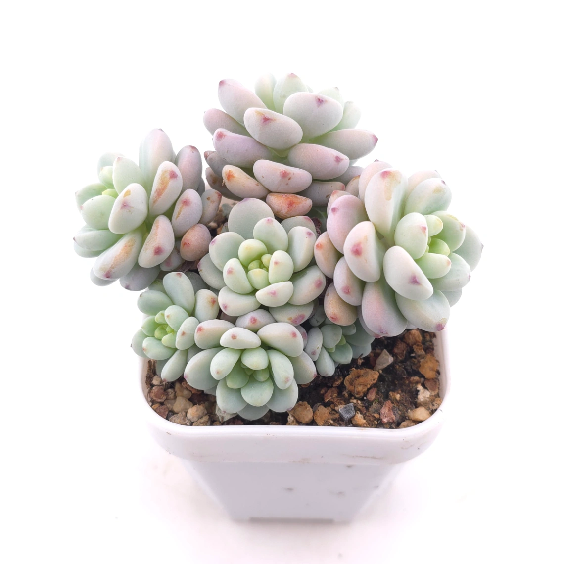 Sedum clavatum | 勞爾 thumbnail 2