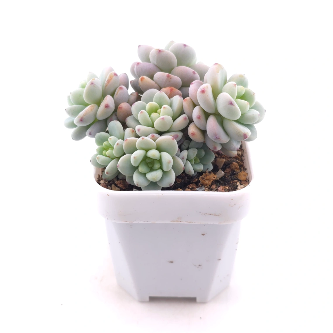 Sedum clavatum | 勞爾 thumbnail 3
