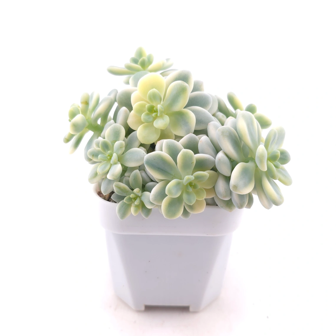 Sedum clavatum variegated | 勞爾錦 thumbnail 3