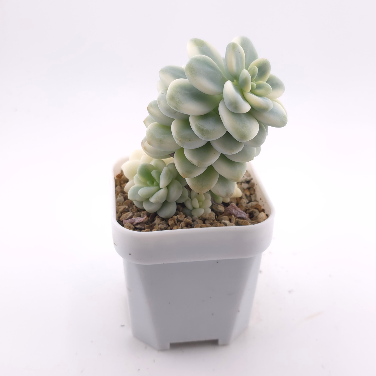 Sedum clavatum variegated | 勞爾錦 thumbnail 3