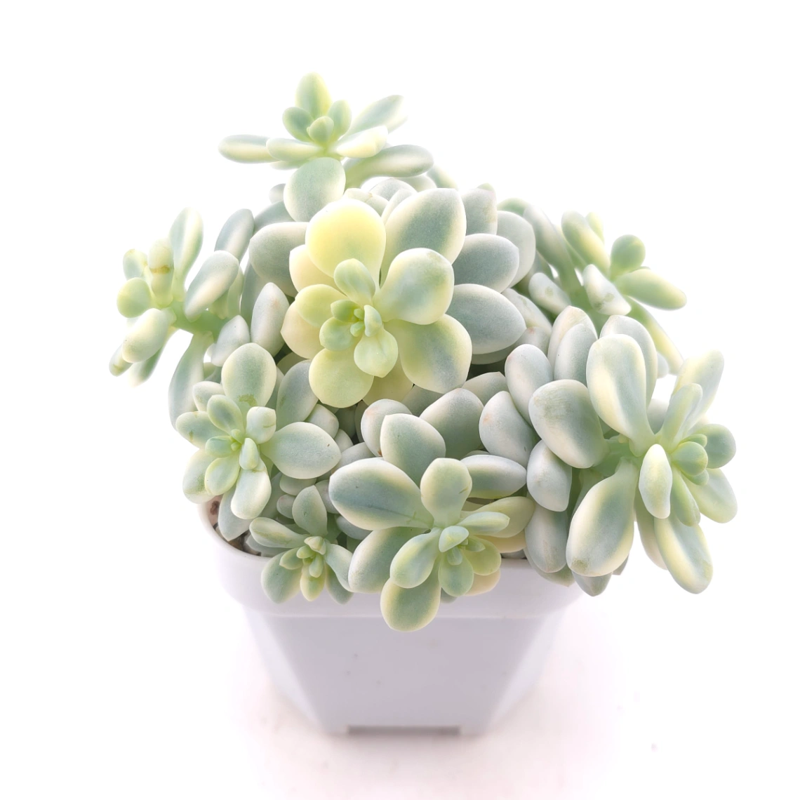 Sedum clavatum variegated | 勞爾錦 thumbnail 2